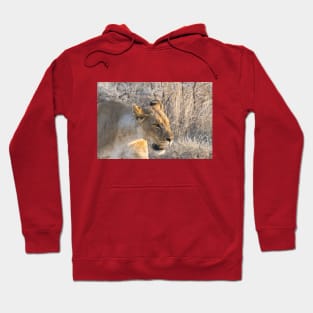 Namibia. Etosha National Park. Queen Lioness. Hoodie